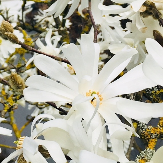 Magnolien aus Stahl